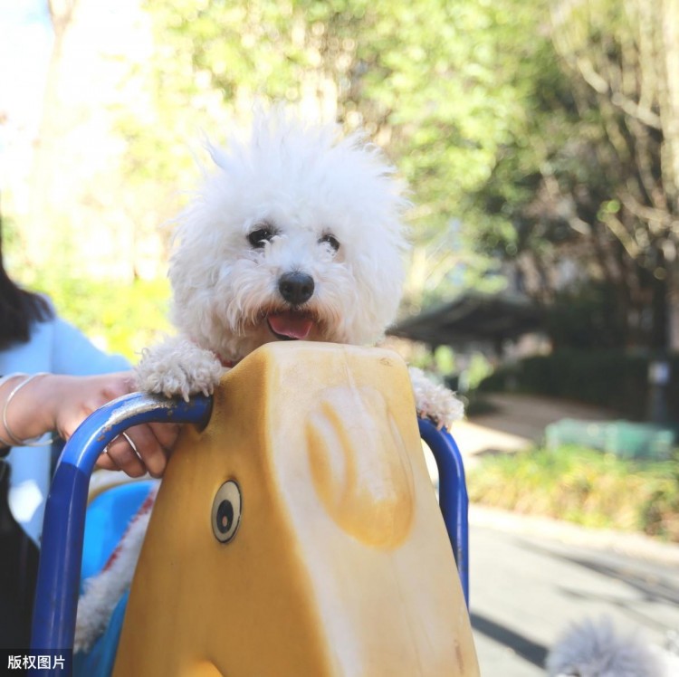 如果把泰迪对主人的爱分等级你家是青铜还是王者