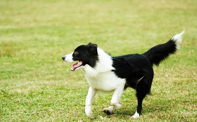 七宗罪代表犬种网友：泰迪犬也太真实了