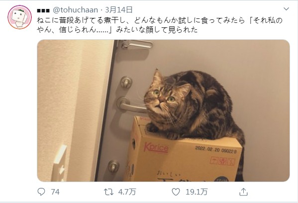 猫咪发现主人偷吃猫粮一脸惊讶：我看到了什么