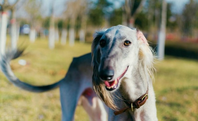 不常见的灵缇犬奔跑速度最快的狗狗之一却是只懒狗