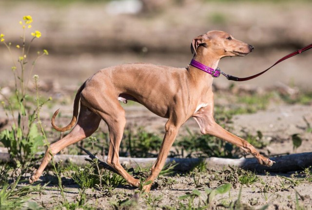 不常见的灵缇犬奔跑速度最快的狗狗之一却是只懒狗