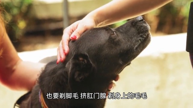 第九大名宠物犬|雪纳瑞的生活习性和饲养注意事项