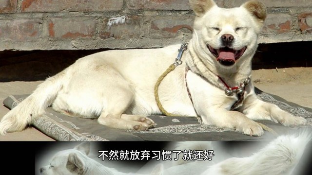 第九大名宠物犬|雪纳瑞的生活习性和饲养注意事项