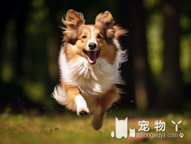 杭州梦宠山庄幼犬专售杭州犬舍，贵宾狗还是比熊犬，选哪种更适合家庭养活呢?