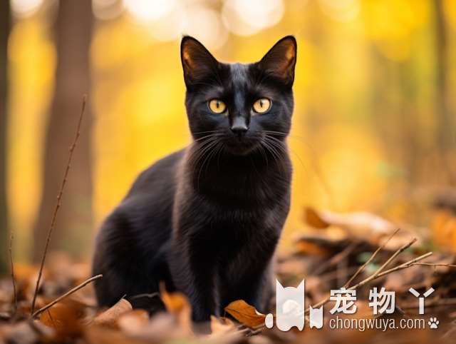 狗狗猫咪，一起回家吗？